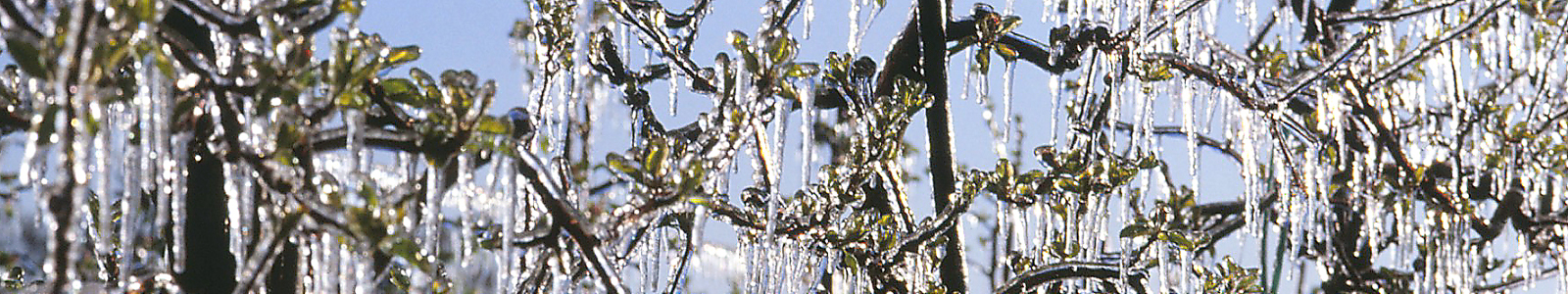 Eiszapfen am Baum ©Feuerbach